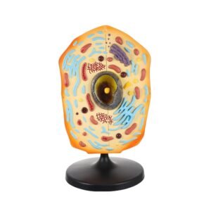 célula animal para enseñanza codj342032161