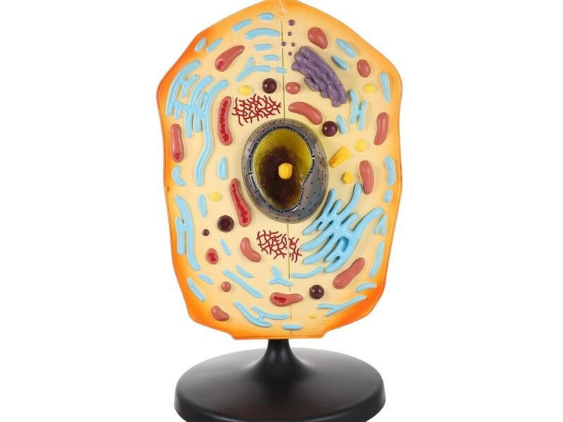 célula animal para enseñanza codj342032161