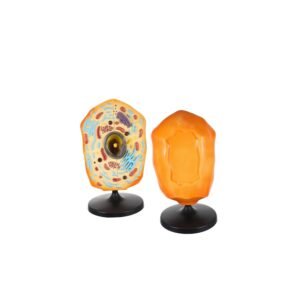 célula animal para enseñanza codj342032161