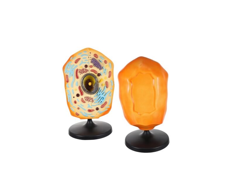 célula animal para enseñanza codj342032161