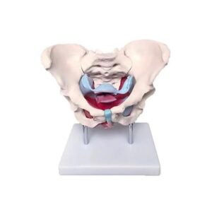 pelvis femenina con Órganos codj3c119125