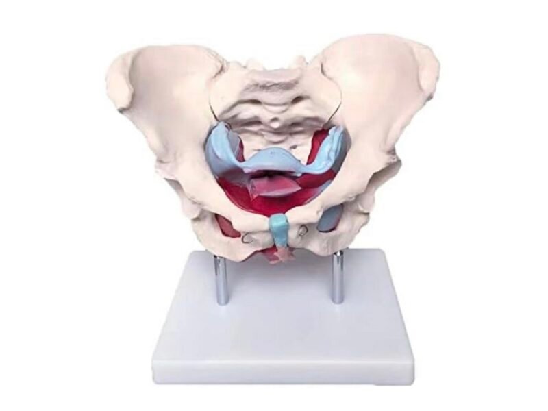 pelvis femenina con Órganos codj3c119125