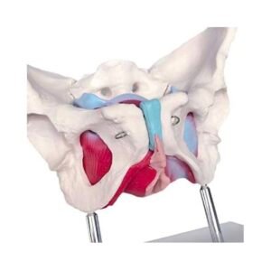 pelvis femenina con Órganos codj3c119125