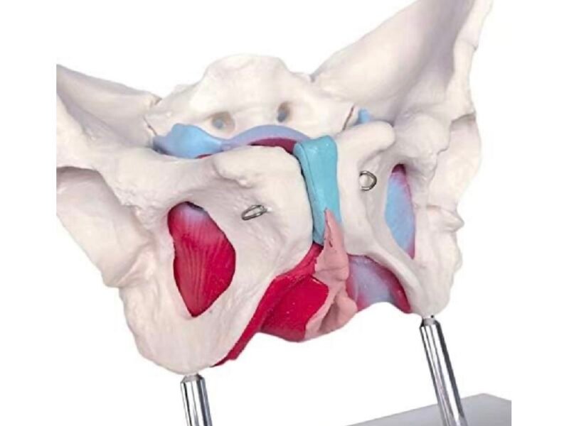 pelvis femenina con Órganos codj3c119125