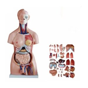 anatómico sexuado 40 piezas codj3c219208