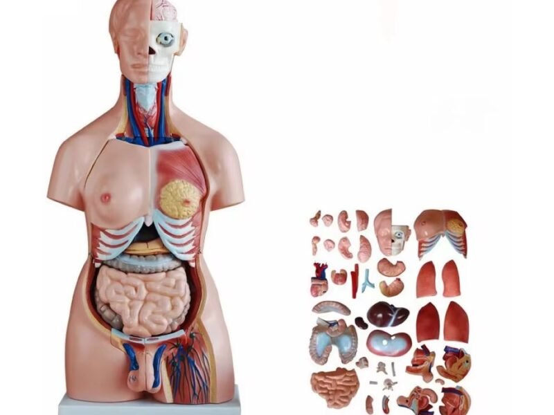 anatómico sexuado 40 piezas codj3c219208