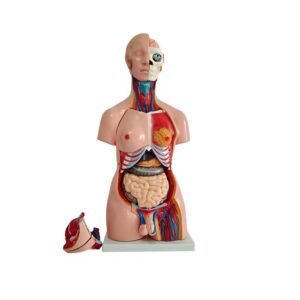 anatómico sexuado 40 piezas codj3c219208