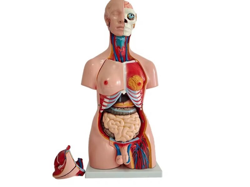 anatómico sexuado 40 piezas codj3c219208