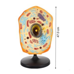 célula animal para enseñanza codj342032161