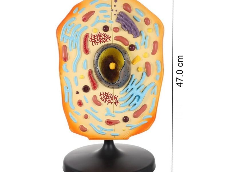 célula animal para enseñanza codj342032161