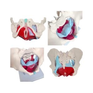 pelvis femenina con Órganos codj3c119125