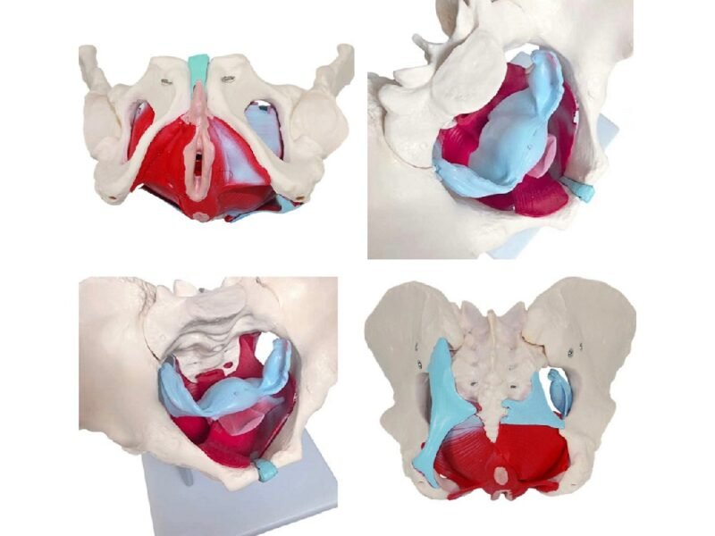 pelvis femenina con Órganos codj3c119125