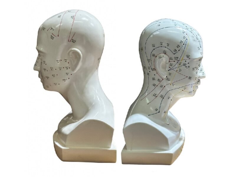 cabeza acupuntura de tamaño natural codj3c519507a