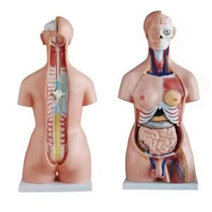 anatómico sexuado 40 piezas codj3c219208