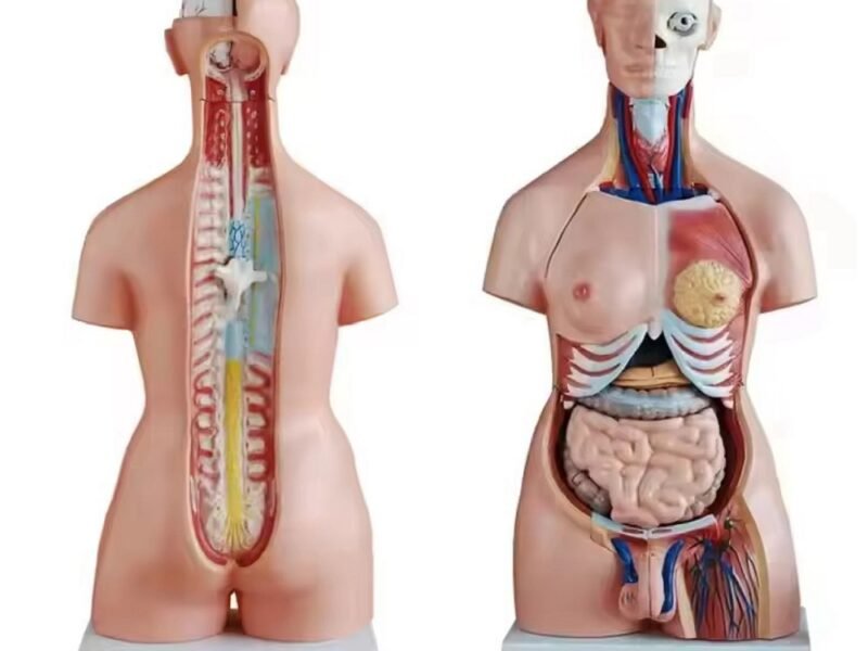 anatómico sexuado 40 piezas codj3c219208