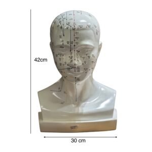 cabeza acupuntura de tamaño natural codj3c519507a