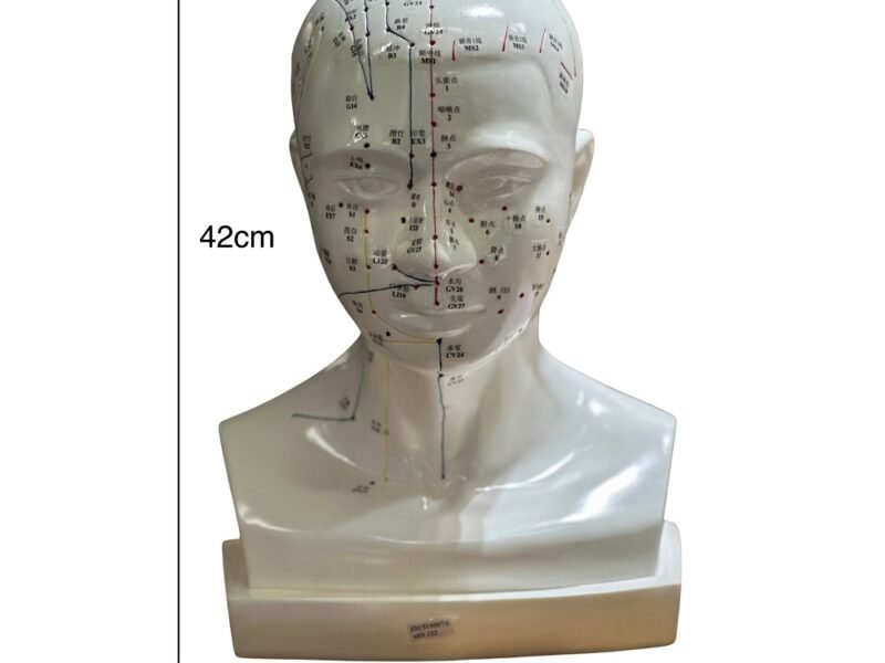 cabeza acupuntura de tamaño natural codj3c519507a