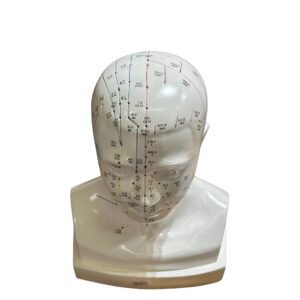 cabeza acupuntura de tamaño natural codj3c519507a