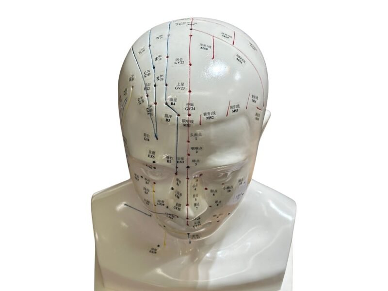 cabeza acupuntura de tamaño natural codj3c519507a