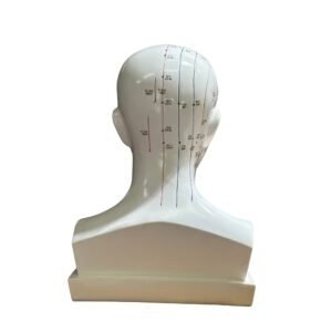 cabeza acupuntura de tamaño natural codj3c519507a